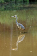 06-6775 Grey Heron (Ardea cinerea) and Reflection